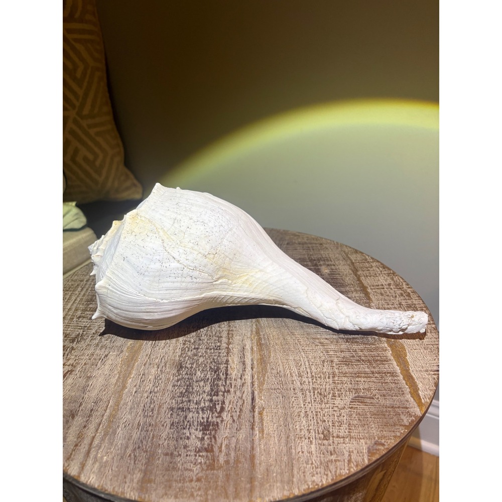 Real Sea Shell Lightning Whelk Shell - Picture 3 of 6